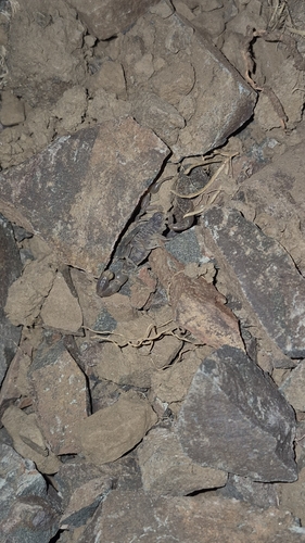 Mesobuthus eupeus