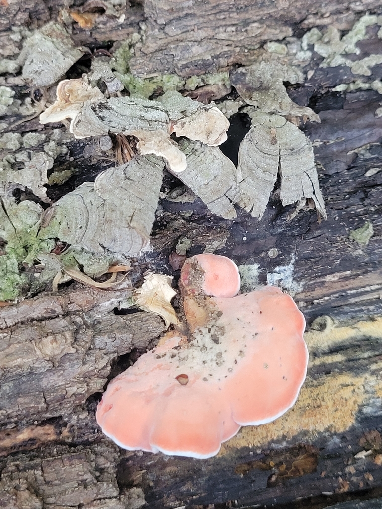 Coral-pink Merulius · August 2026 · photo: Photo: no rights reserved · iNaturalist