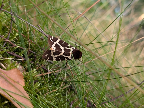 Garden Tiger