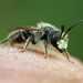 Andrena cressonii cressonii - Photo (c) Celeste, some rights reserved (CC BY-NC), uploaded by Celeste