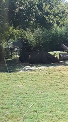 Rhinocerotidae
