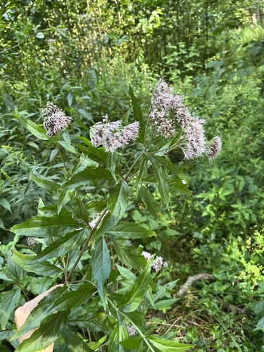 hemp agrimony