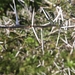 Acacia horrida