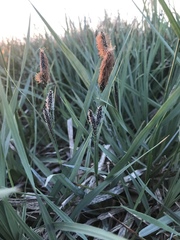 Carex nebrascensis