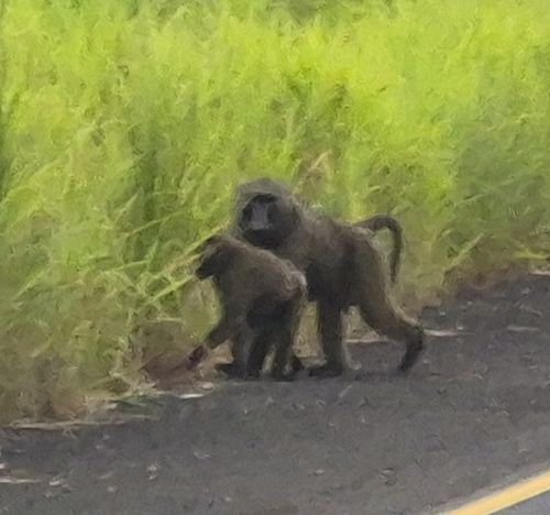 Olive Baboon
