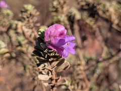 Eremophila cuneifolia