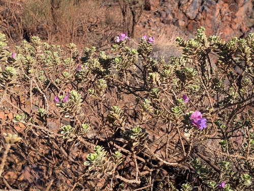 Eremophila cuneifolia, photograph 1