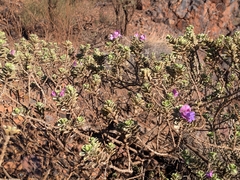 Eremophila cuneifolia, photograph (c) Hugo Innes, some rights reserved (CC BY)