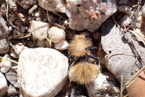 iNaturalist observation photo of Dasymutilla
