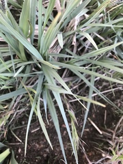 Carex nebrascensis