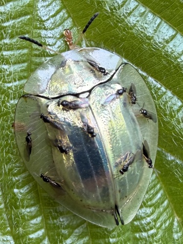Aspidomorpha chlorotica