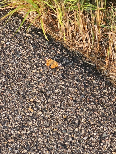 Painted Lady