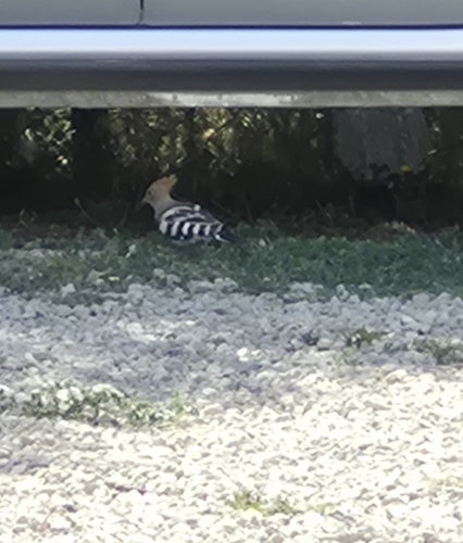Common Hoopoe