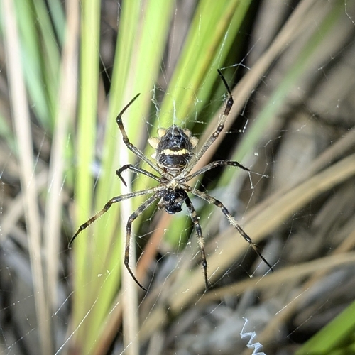 Silver Garden Orbweaver