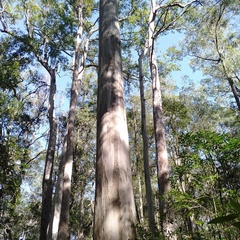 Eucalyptus propinqua