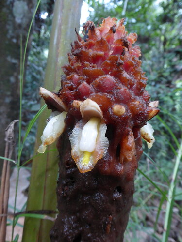 Plagiostachys observed 2026-08-03