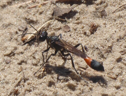 Red-belted Sand Wasp, Drunen, Netherlands, photo 8 of 10