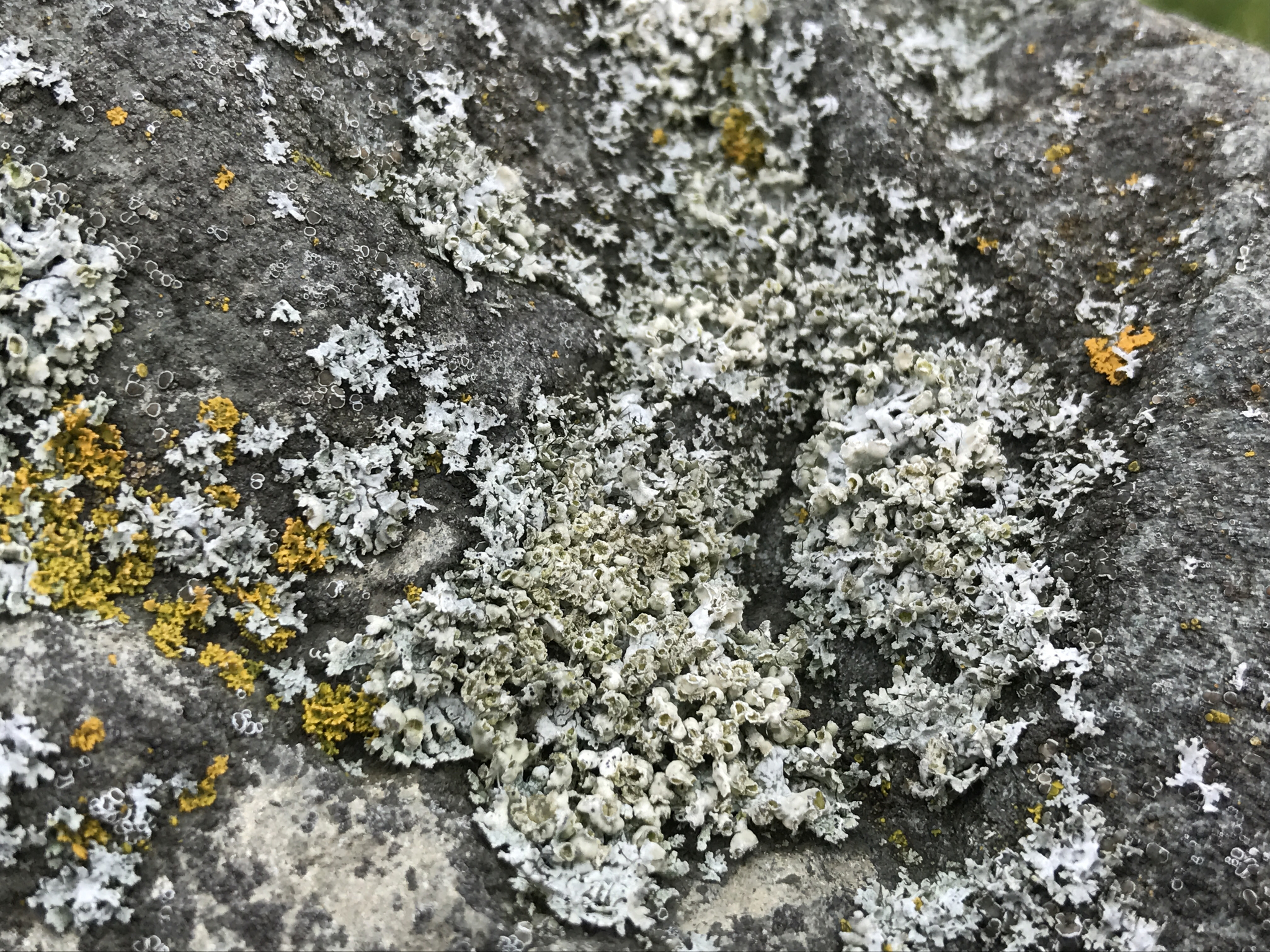Physcia adscendens image