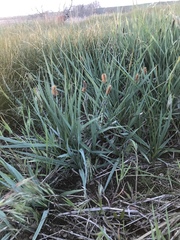 Carex nebrascensis