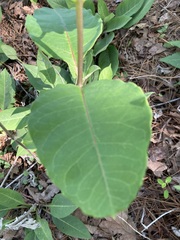 Asclepias variegata, photograph author not stated, no rights reserved
