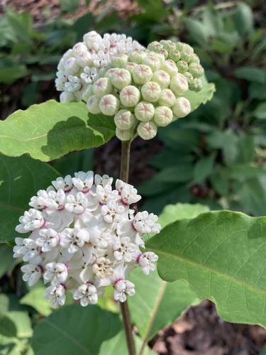 Asclepias variegata, photograph 2