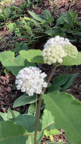 Asclepias variegata, photograph 4