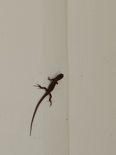 Common Wall Lizard
