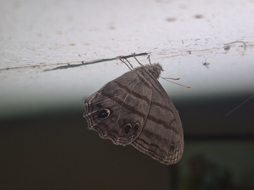 Blue-gray Satyr