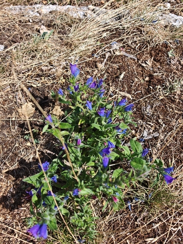 viper's-bugloss