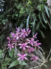 Epidendrum arachnoglossum