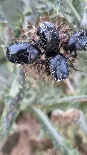 Protaetia funebris