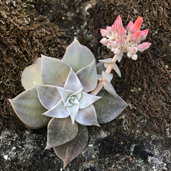 Dudleya cymosa pumila