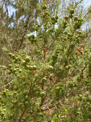 Juniperus canariensis