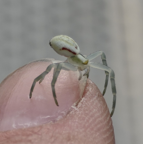 Goldenrod Crab Spider
