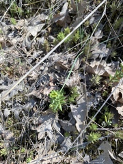 Sedum radiatum radiatum