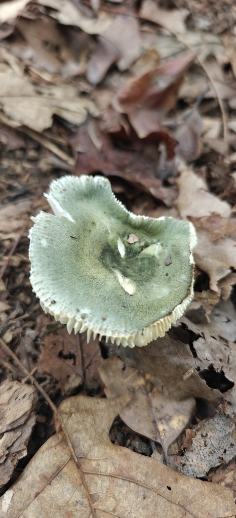 Blue-green Cracking Russula · August 2026 · photo: Photo: (c) Mark Jones, some rights reserved (CC BY) · iNaturalist