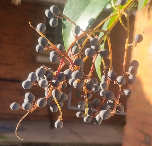 tree privet