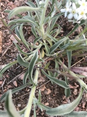 Oreocarya thyrsiflora