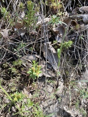 Sedum radiatum radiatum