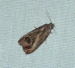 Olethreutes hamameliana