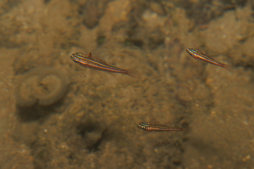 Ostorhinchus margaritophorus observed 2026-08-02