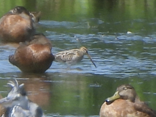 Common Snipe