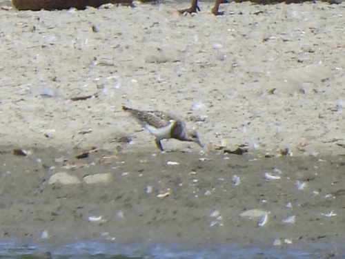 Ruddy Turnstone