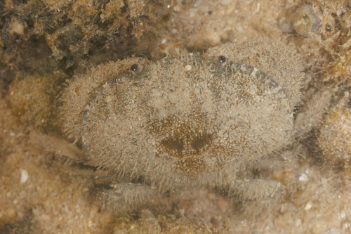 Platypodia pseudogranulosa observed 2026-08-02