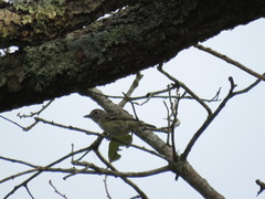 Vireo plumbeus montanus