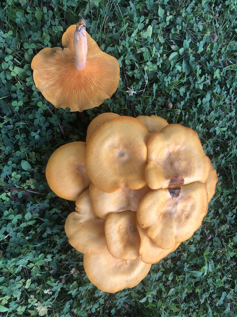 Eastern American jack-o'-lantern · August 2026 · photo: Photo: no rights reserved · iNaturalist