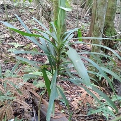 Cordyline stricta