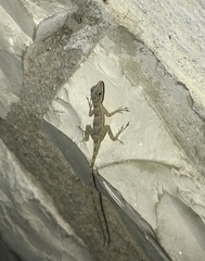 Anolis argenteolus
