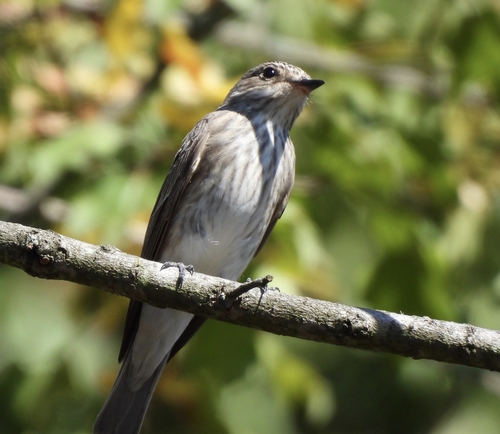 Spotted Flycatcher