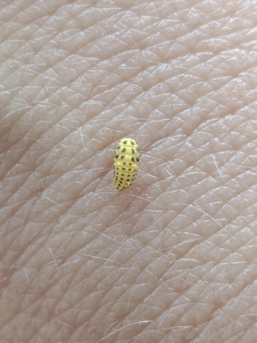 22-spot Ladybird